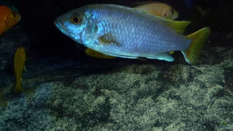 Einrichtungsbeispiele mit Pseudotropheus sp "Acei" (Blauer Gelbflossen-Maulbrüter)