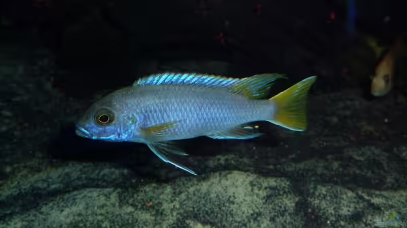 Pseudotropheus sp. ´acei´; Bock                                                von Couro (55)