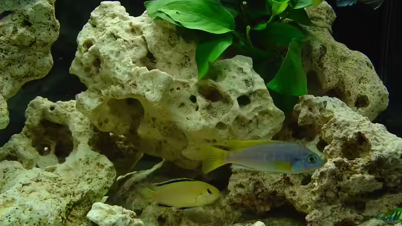 Pseudotropheus sp. acei  von Kai Lehmann (4)