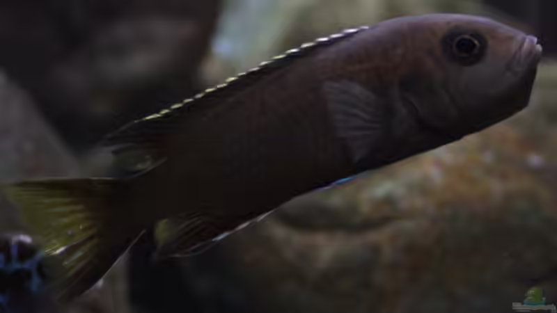 Pseudotropheus sp. acei black ´Itungi´ Weibchen von Zerta (41)