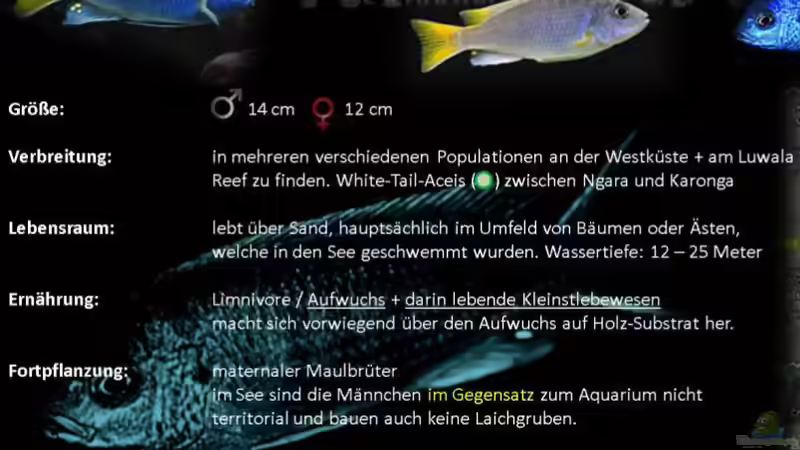 Pseudotropheus sp. ???acei??? lebt über Sandboden, hauptsächlich in unmittelbarer Umgebung von Bäumen oder ??sten, welche ins Wasser geschwemmt worden sind.  Sehr selten kann man ihn auch über reinem Sand sehen.  von TheToxicAvenger (29)