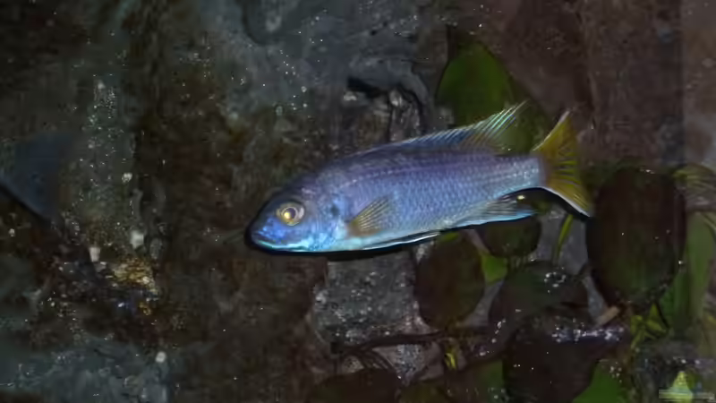 Pseudotropheus sp. ´acei´ luwala Bock von Couro (34)