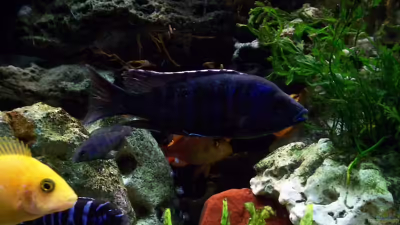 Pseudotropheus sp. acei ngara              von Andreas Hesse (3)