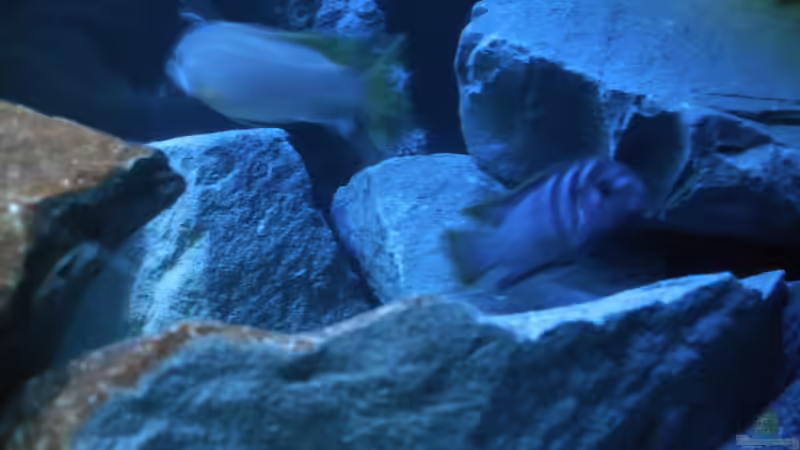 Pseudotropheus sp. ´acei´ und Labidochromis sp. ´mbamba´ von Vision (16)