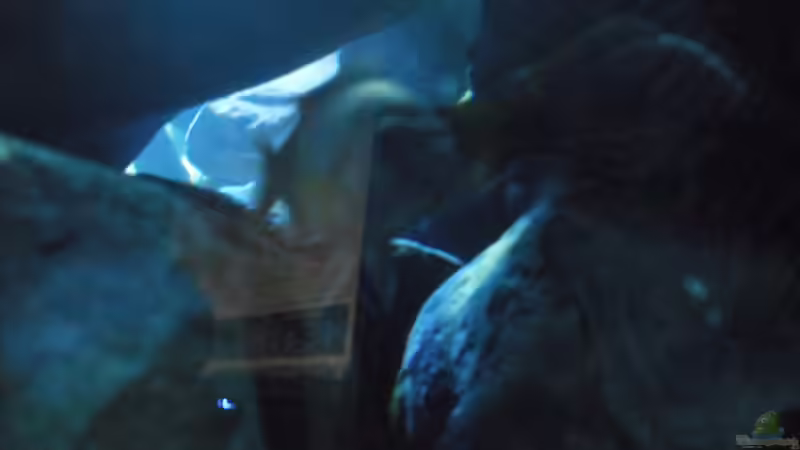 Pseudotropheus sp. ´acei´ und Labidochromis sp. ´mbamba´ von Vision (29)