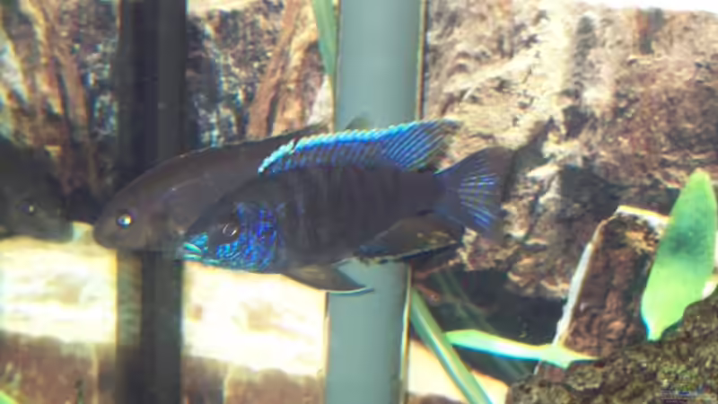 Pseudotropheus sp. Acei von Andreas Hesse (17)