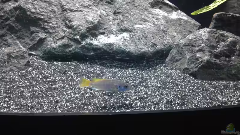 Pseudotropheus sp. acei von Bodenseechris (8)