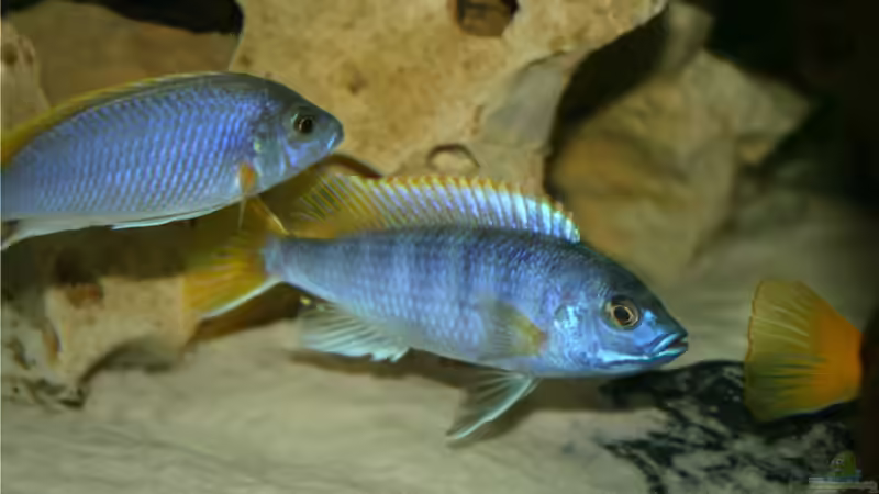 Pseudotropheus sp. `Acei` von M3z (25)