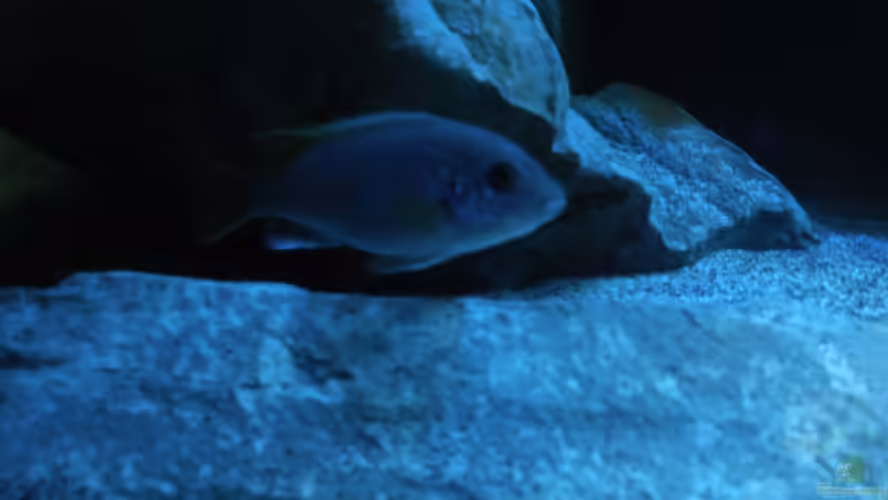 Pseudotropheus sp. ´acei´ von Vision (31)