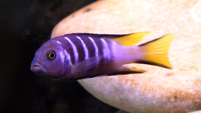 Pseudotropheus sp. Elongatus Mpanga, m 26.09.08 von Christoph Winter (15)