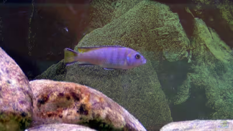 Pseudotropheus sp. Elongatus Mpanga, w 08.03.09 von Christoph Winter (17)