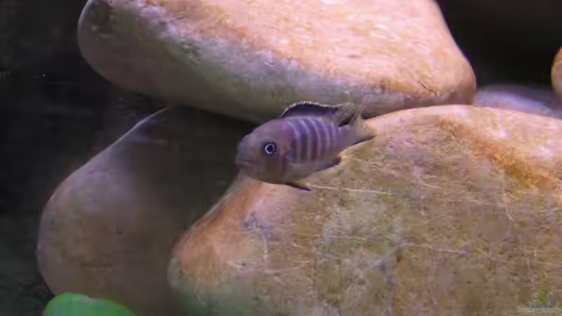 Einrichtungsbeispiele mit Pseudotropheus sp "Acei" (Blauer Gelbflossen-Maulbrüter)