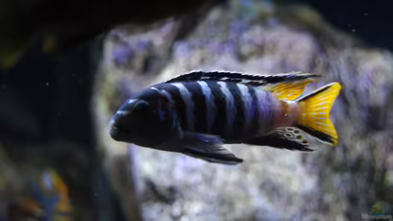 Pseudotropheus sp. ´elongatus mpanga´ von MGR (28)