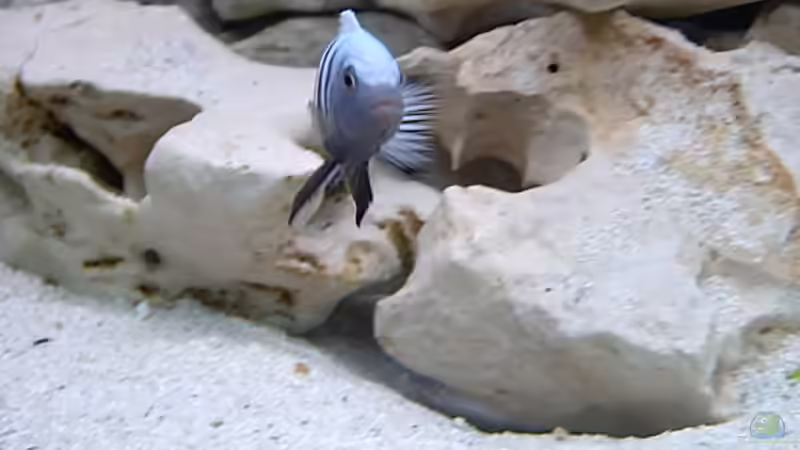 Pseudotropheus sp. Kingsizei von Bianka Merschbrock (10)