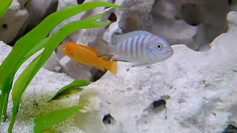 Pseudotropheus sp. Kingsizei Weibchen von Bianka Merschbrock (9)