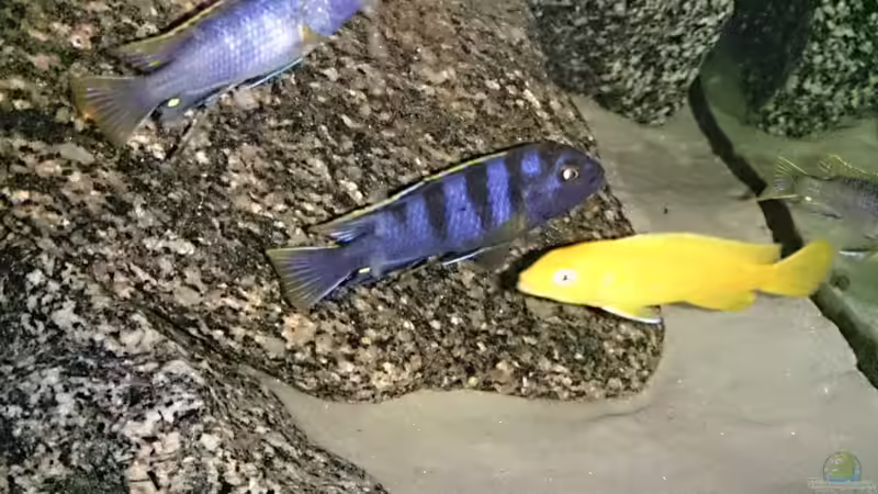 Pseudotropheus sp. mbambabay Mänchen von Florian Suft (17)