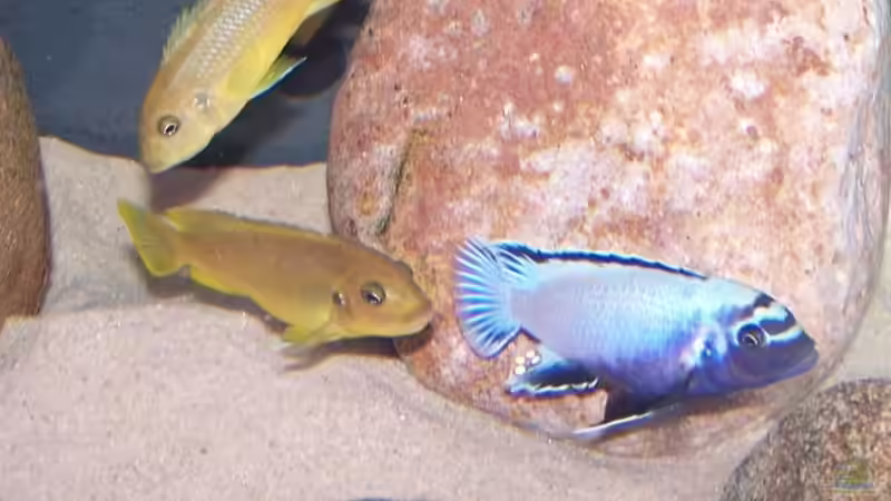 Pseudotropheus sp. membe deep maingano Männchen & Weibchen von Maik83 (39)