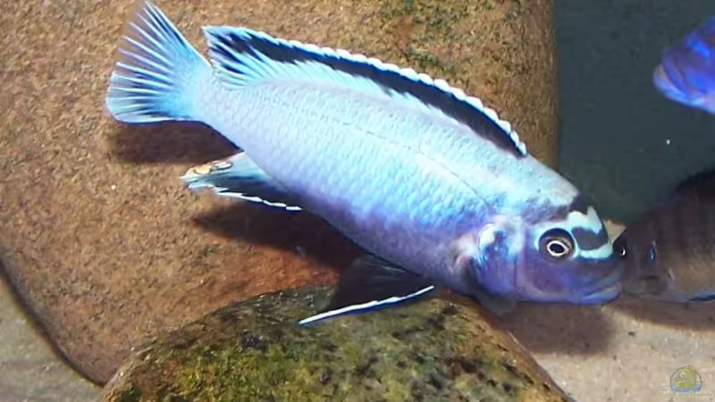 Pseudotropheus sp. membe deep maingano Männchen von Maik83 (38)