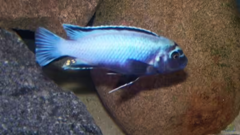 Pseudotropheus sp. membe deep maingano Männchen von Maik83 (40)