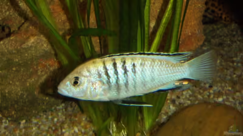 Pseudotropheus Sp. Perlmutt von Roman Bischof (9)