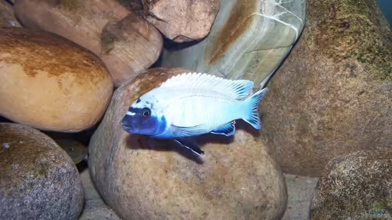 Pseudotropheus sp. polit lions cove Männchen von Maik83 (33)