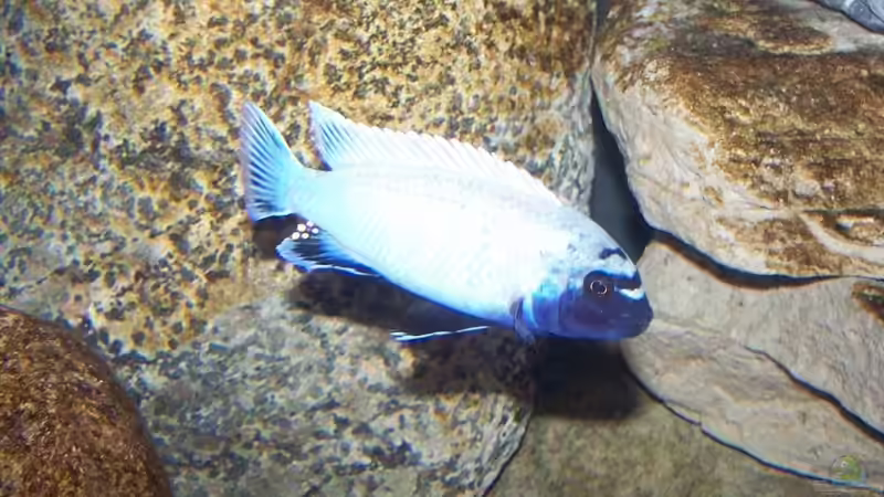 Aquarien mit Pseudotropheus sp. "polit"
