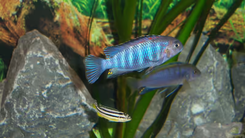 Pseudotropheus sp chilumba   Der grosse Bock von 47 Malawi (18)