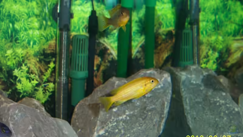 Pseudotropheus sp chilumba Eins der Weiber von 47 Malawi (20)