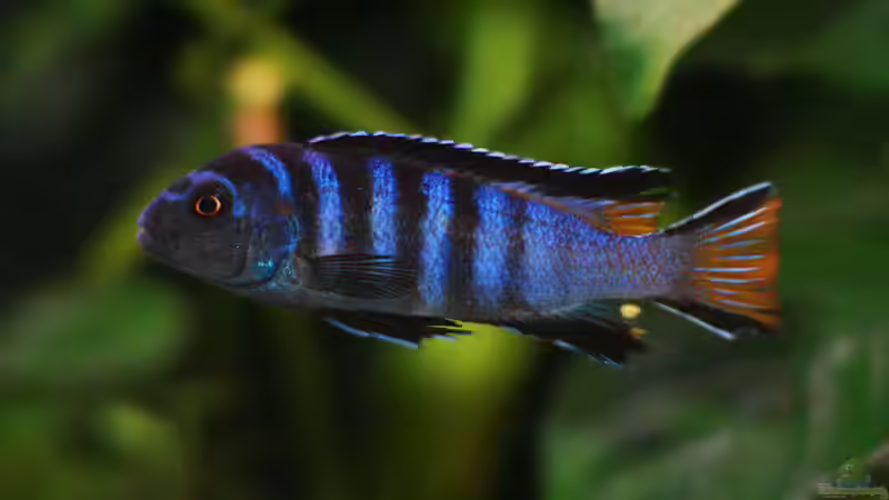 Einrichtungsbeispiele mit Pseudotropheus sp "Acei" (Blauer Gelbflossen-Maulbrüter)