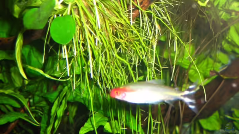 Aquarien mit Pseudotropheus elongatus (Schmalbarsch)