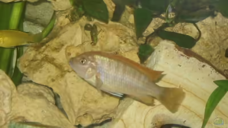 Einrichtungsbeispiele mit Pseudotropheus sp "Acei" (Blauer Gelbflossen-Maulbrüter)