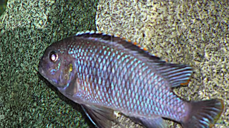 Pseudotropheus ´Tropheops´ Macrophthalmus Chilumba von Alexander Steinkellner (12)