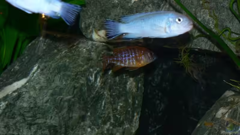 Pseudotropheus von Peter Giesbrecht (15)