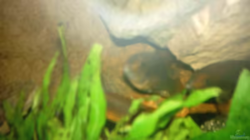 Pseudotropheus von Philipp Clodt (13)