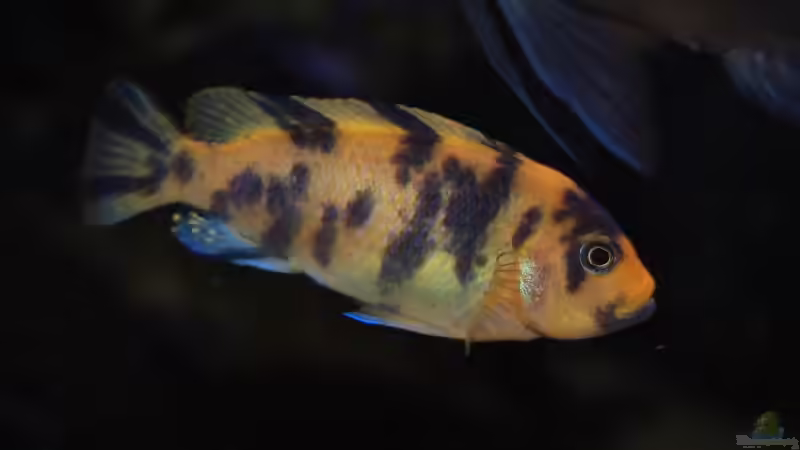 Pseudotropheus xanstomachus ´big blotched´ von Roland Elsenbruch (36)