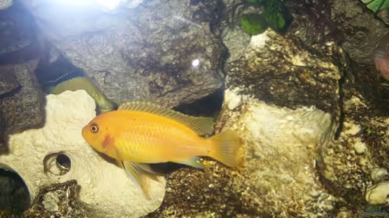 Pseudotropheus zebra  red red   von Andreas Hesse (25)