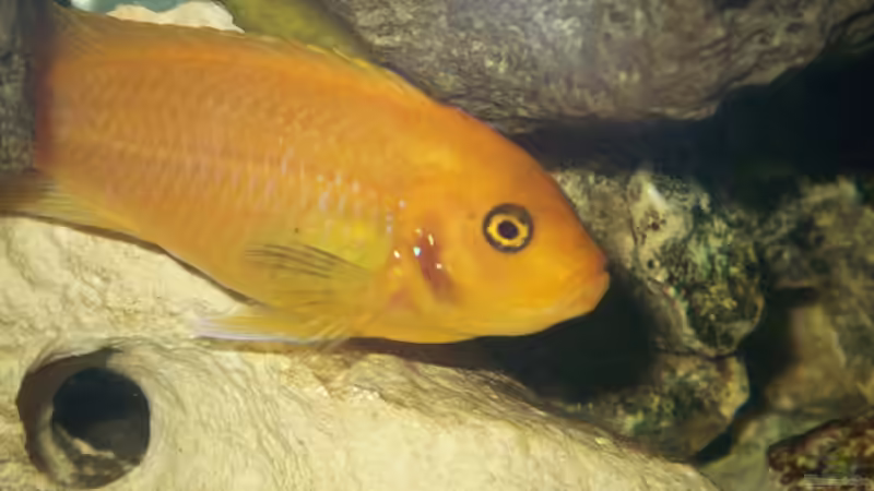 Pseudotropheus zebra  red red  (Orange)                von Andreas Hesse (19)