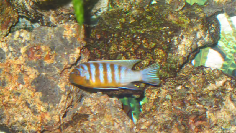 Maylandia sp. "zebra long pelvic" im Aquarium halten (Einrichtungsbeispiele für Maylandia sp. "zebra long pelvic")