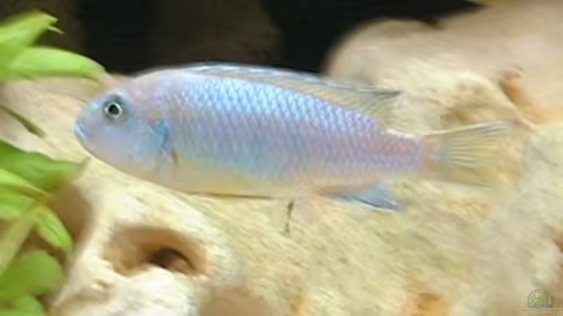 Pseudotropheus zebra Chilumba von Sven Koch (7)