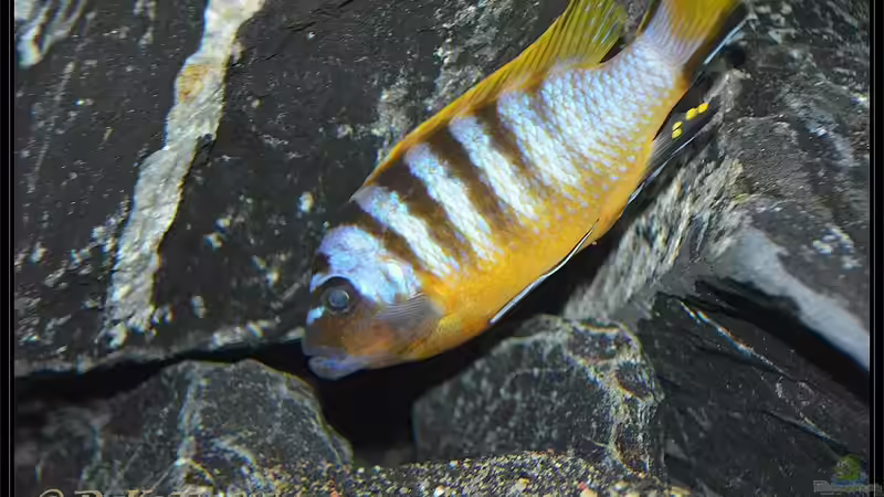 Pseudotropheus zebra long pelvic von DaKo77 (58)