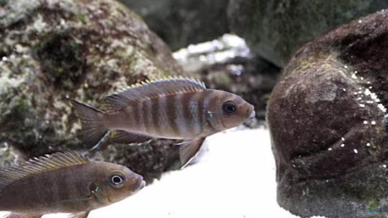 Pseudotropheus zebra long pelvic W von Nivus (20)