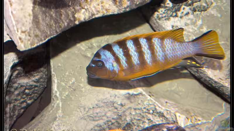 Maylandia sp. "zebra long pelvic" im Aquarium halten (Einrichtungsbeispiele für Maylandia sp. "zebra long pelvic")