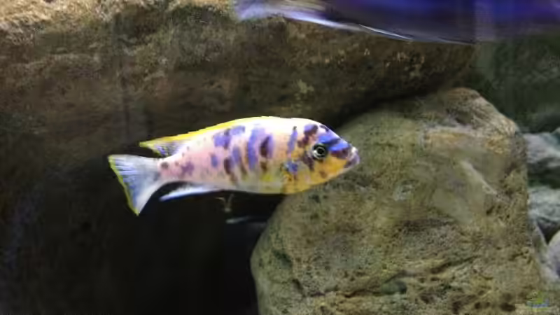 Pseudotropheus Zebra Lundo OB von Waldteufel (23)