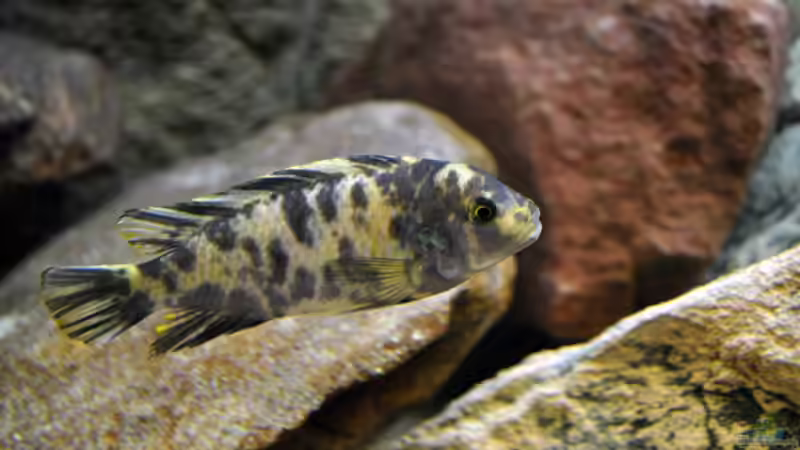 Pseudotropheus zebra OB Bock von Vladi (39)