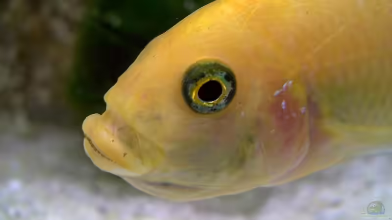 Pseudotropheus zebra red/red m mit Brut im Maul von Steffen Böhm (19)