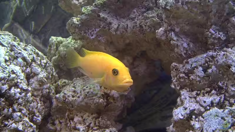 Pseudotropheus zebra red/red w von Steffen Böhm (18)