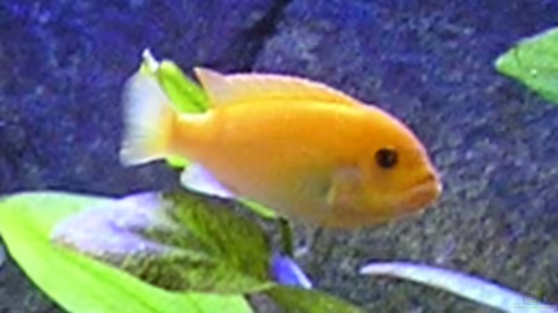 Pseudotropheus Zebra Rot Weibchen von Florian Geittner (8)