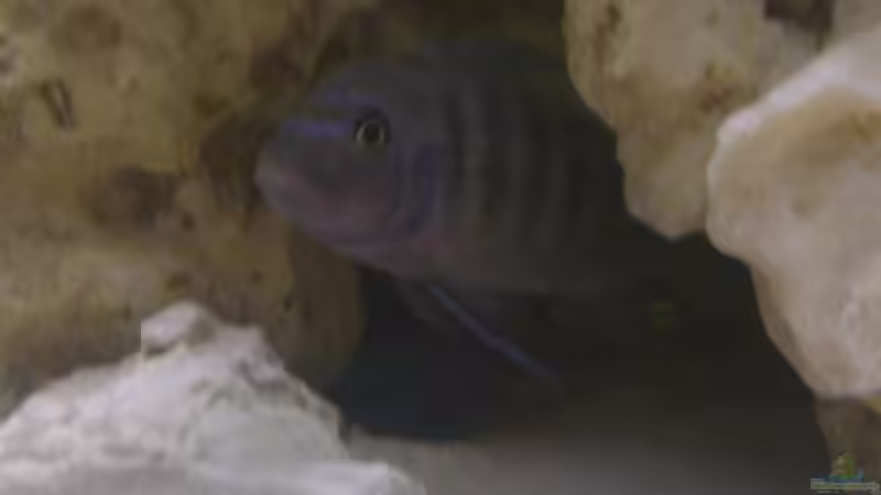 Pseudotropheus Zebra von Martin Hector (10)