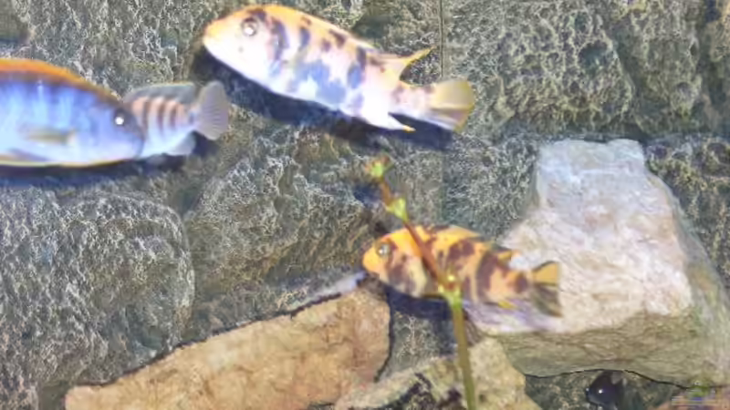 Pseudotropheus Zebra von Matthias Schmidt (12)