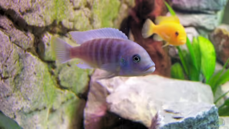 Pseudotropheus Zebra vorne m hinten w von Thimo Schneider (7)